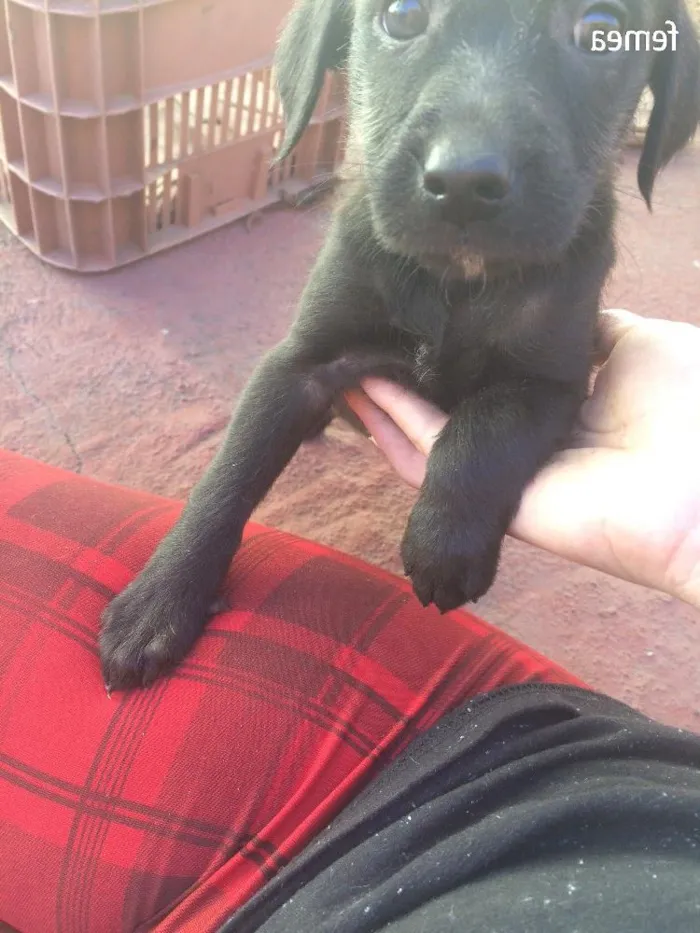 Cachorro ra a Vira lata idade Abaixo de 2 meses nome Nina