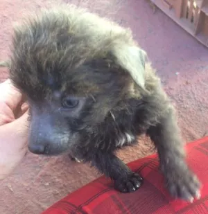 Cachorro raça Vira lata idade Abaixo de 2 meses nome Dolly