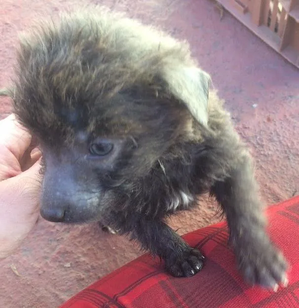 Cachorro ra a Vira lata idade Abaixo de 2 meses nome Dolly