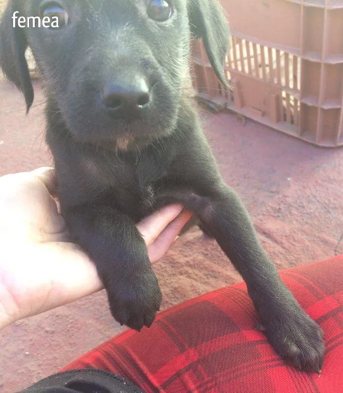 Cachorro ra a Vira lata idade Abaixo de 2 meses nome Nina