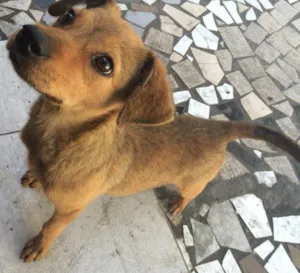 Cachorro raça Vira lata idade 2 a 6 meses nome Jully