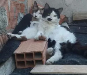 Gato raça Persa com vira-lata idade 7 a 11 meses nome Sem nome