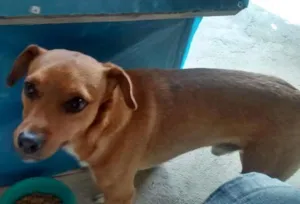 Cachorro raça Vira lata idade 2 anos nome Toty