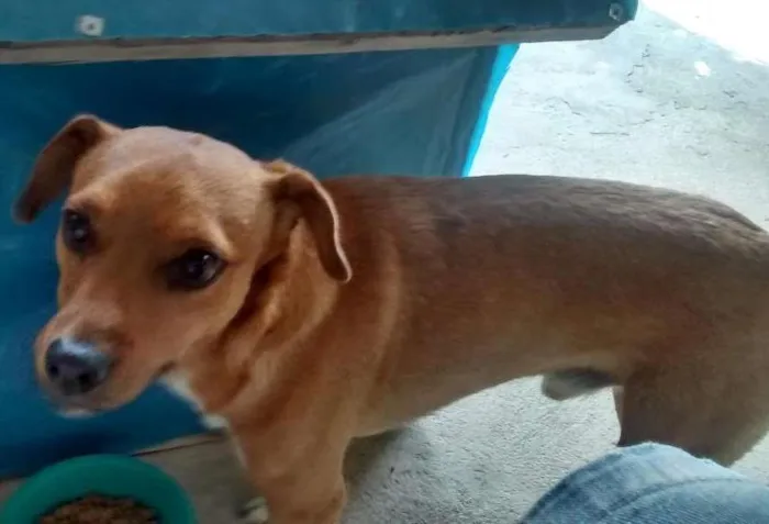 Cachorro ra a Vira lata idade 2 anos nome Toty