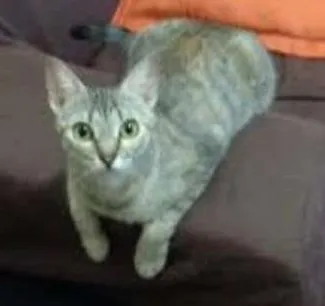 Gato ra a NÃO DEFINIDA idade 1 ano nome PARIS