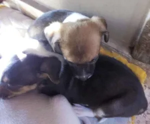 Cachorro raça vira lata idade Abaixo de 2 meses nome filhotinhos