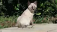 Mirela