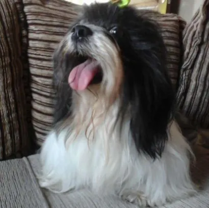 Cachorro raça Shi tzu idade 4 anos nome Max