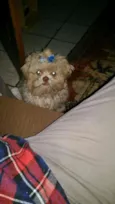 Lupi