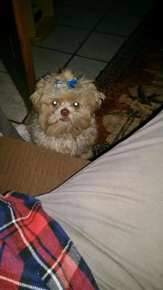 Cachorro raça Shitzu idade 2 anos nome Lupi