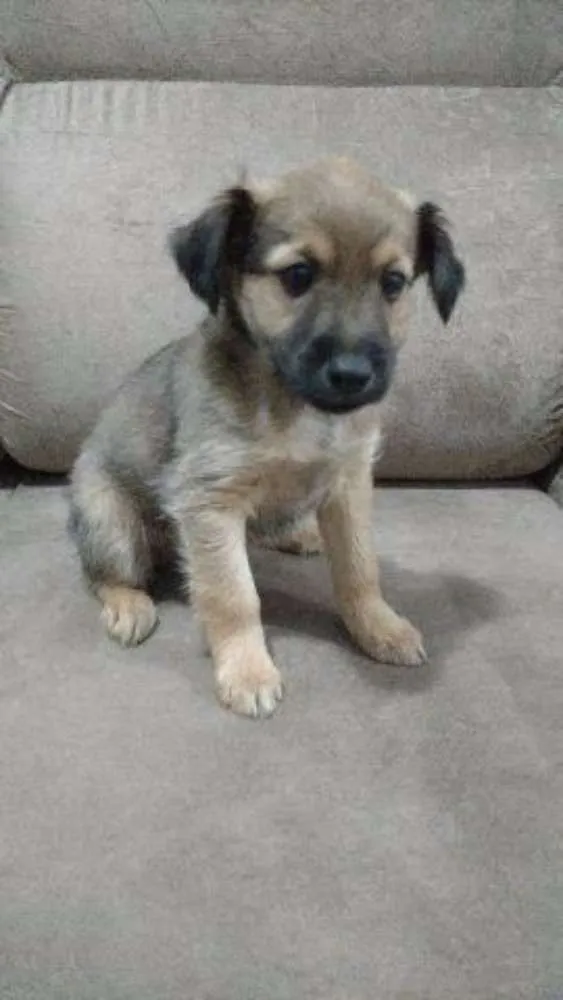 Cachorro raça srd idade 2 a 6 meses nome pretinho