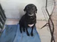 Tica