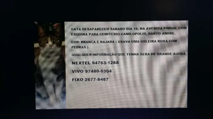 Gato ra a  idade 2 anos nome Macaca