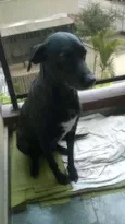 Tica