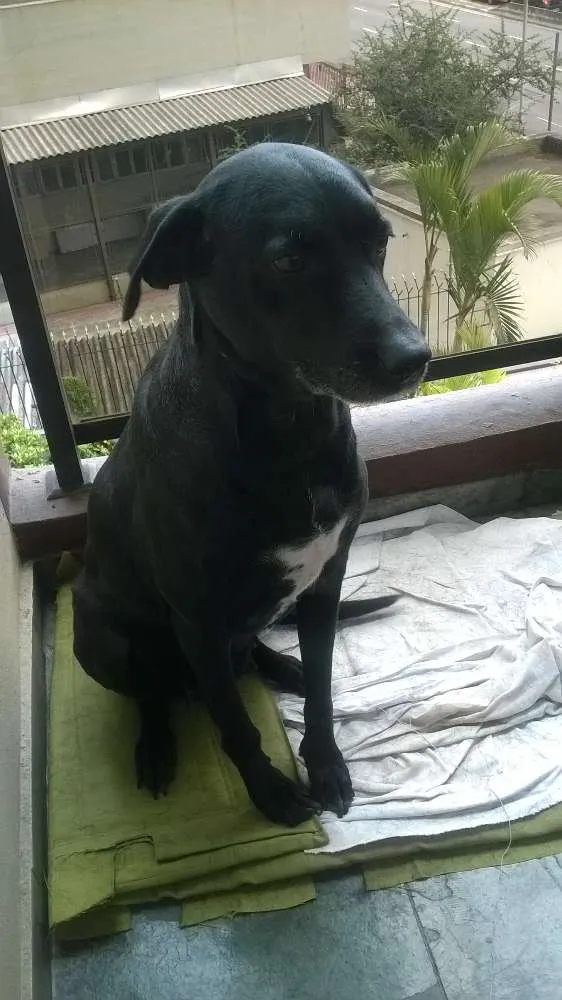 Cachorro ra a Labrador com Dalmata  idade 4 anos nome Tica