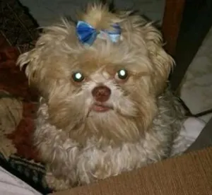 Cachorro raça Shitzu idade 2 anos nome Lupi