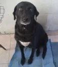 Tica