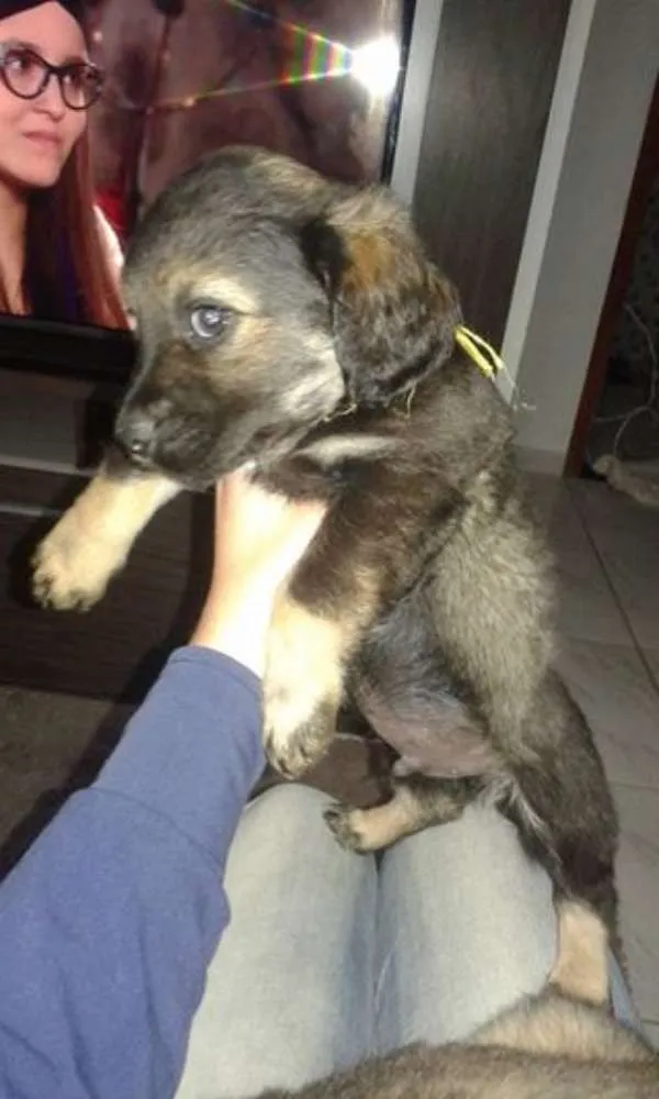 Cachorro ra a SRD idade 2 a 6 meses nome pretinho