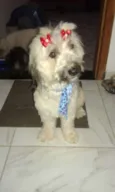 pretinho