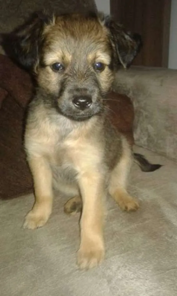 Cachorro ra a SRD idade 2 a 6 meses nome pretinho