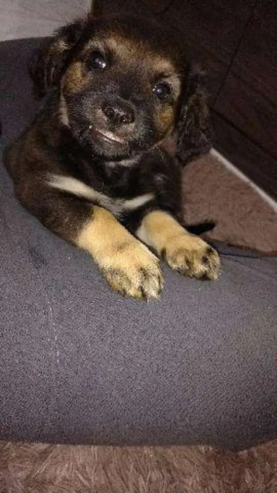 Cachorro ra a SRD idade 2 a 6 meses nome pretinho