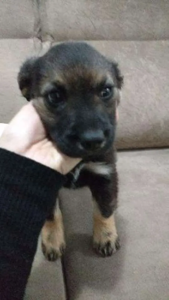 Cachorro ra a SRD idade 2 a 6 meses nome pretinho