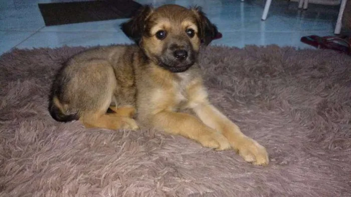 Cachorro ra a SRD idade 2 a 6 meses nome pretinho