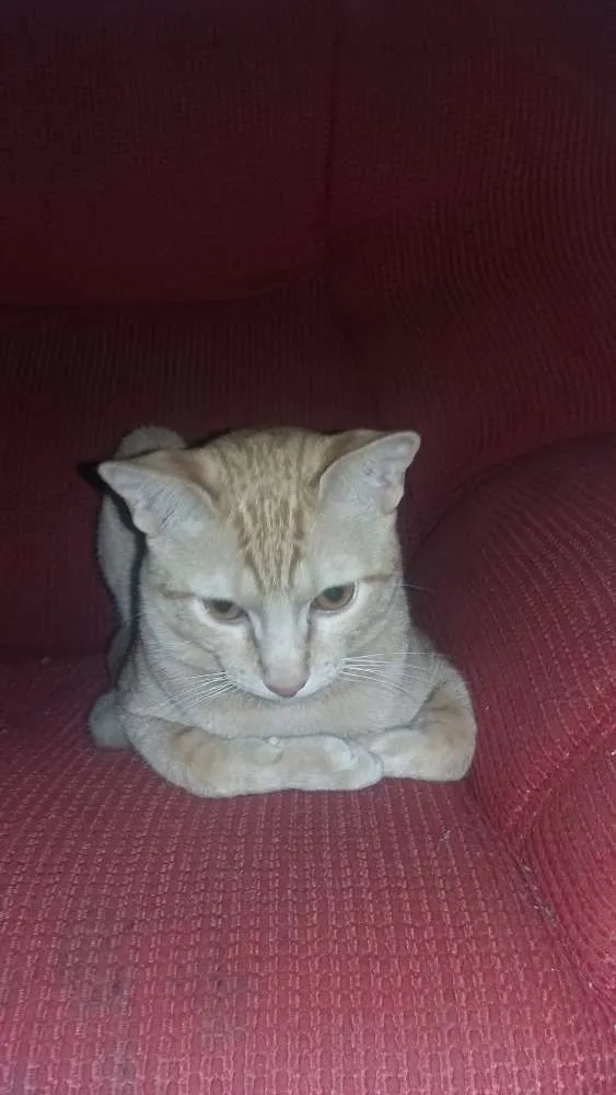 Gato ra a não sei  idade 7 a 11 meses nome não tem 