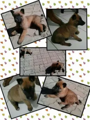 Cachorro raça Pastor Alemão idade Abaixo de 2 meses nome Gaia e Sunsão