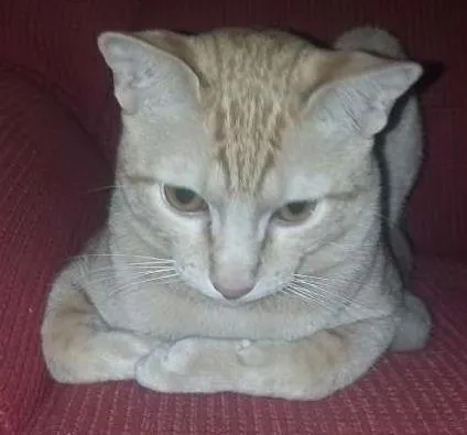 Gato ra a não sei  idade 7 a 11 meses nome não tem 