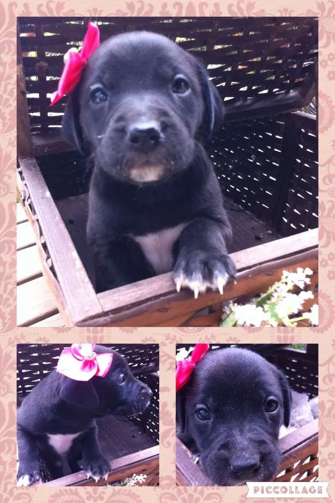 Cachorro ra a SRD idade 2 a 6 meses nome Lola
