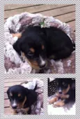 Soneca