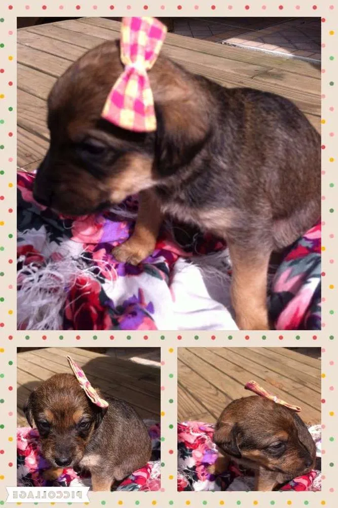 Cachorro ra a SRD idade 2 a 6 meses nome Lala