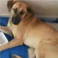 Alemão