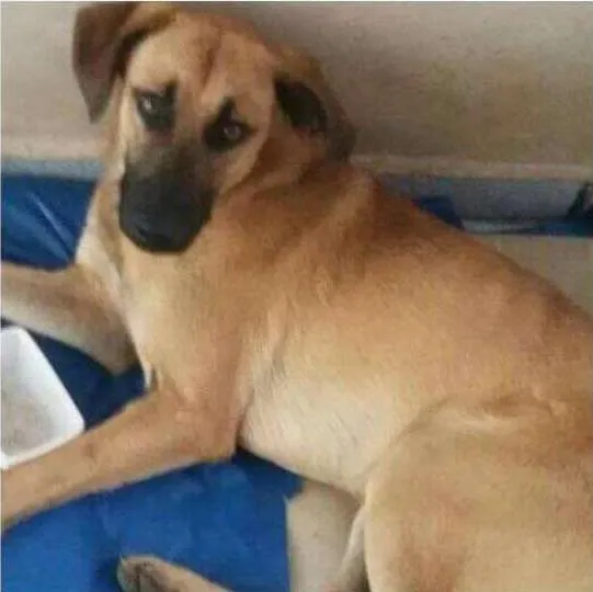 Cachorro ra a SRD idade 7 a 11 meses nome Alemão