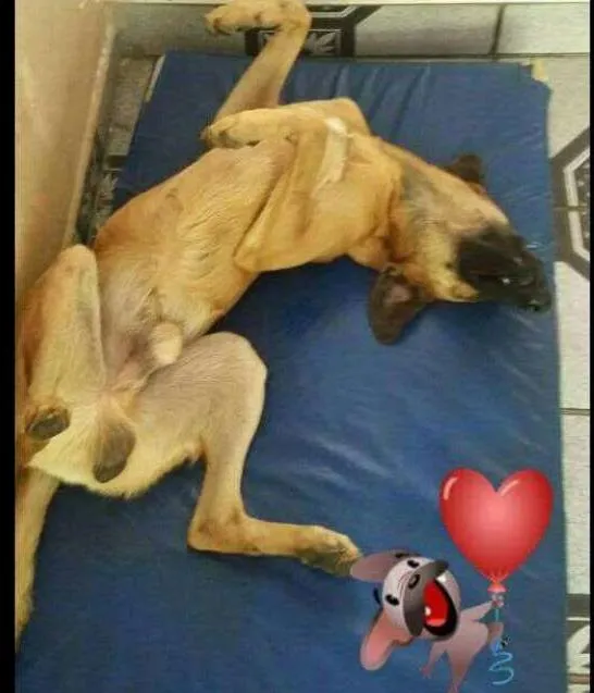 Cachorro ra a SRD idade 7 a 11 meses nome Alemão