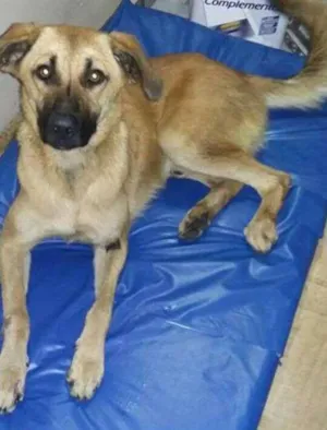 Cachorro raça SRD idade 7 a 11 meses nome Alemão