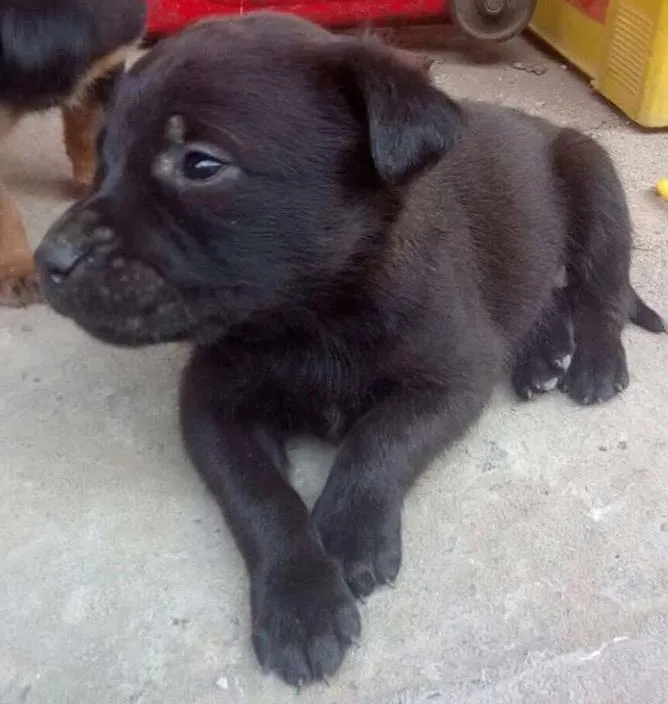 Cachorro ra a SRD idade 2 a 6 meses nome Shampoo
