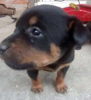 Cachorro raça SRD idade 2 a 6 meses nome Lara