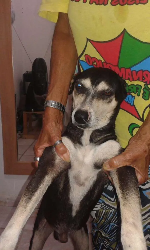 Cachorro ra a Vira lata idade 2 anos nome Pretinho