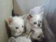 Gatinhos