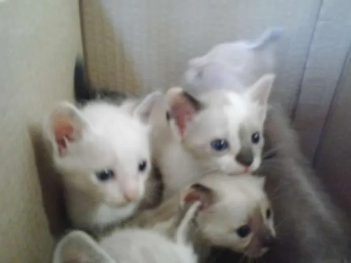 Gato raça siames idade Abaixo de 2 meses nome Gatinhos