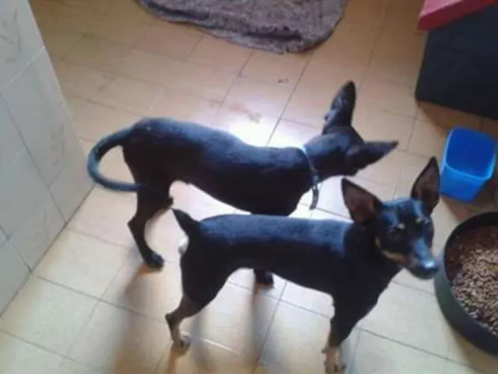 Cachorro ra a Pinscher idade 2 anos nome Torrada