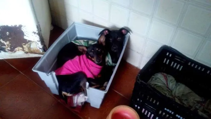 Cachorro ra a Pinscher idade 2 anos nome Torrada