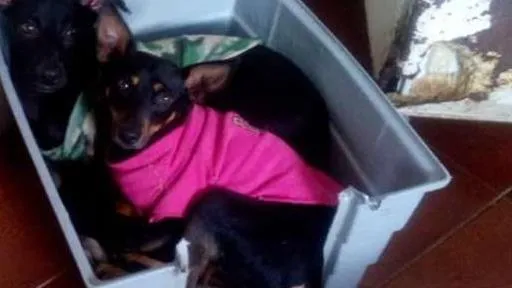 Cachorro ra a Pinscher idade 2 anos nome Torrada
