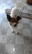 QUICO