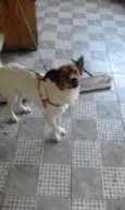 QUICO