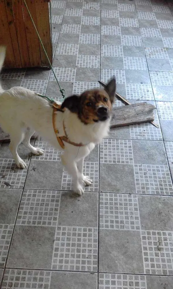 Cachorro ra a SRD idade 1 ano nome QUICO