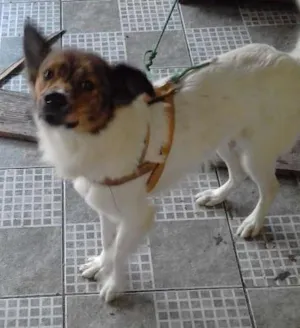 Cachorro raça SRD idade 1 ano nome QUICO