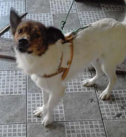 Cachorro ra a SRD idade 1 ano nome QUICO